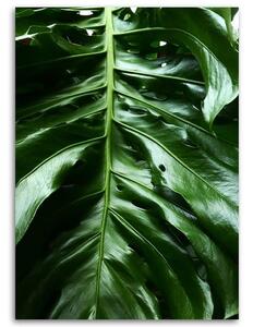 Gario Vászonkép Monstera növény sima levele Méret: 40 x 60 cm