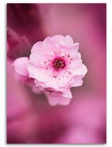 Gario Vászonkép Cseresznyevirág rózsaszín háttéren Méret: 40 x 60 cm