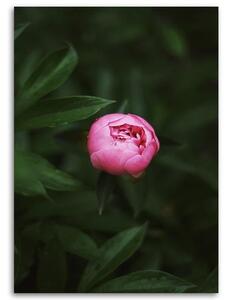 Gario Vászonkép Rózsaszín virágbimbó Méret: 40 x 60 cm