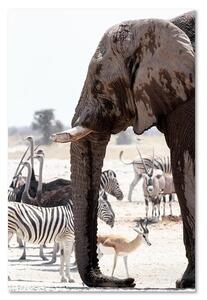 Gario Vászonkép Állatok a szavannán - elefánt zebrák struccok antilopok Méret: 40 x 60 cm