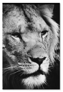Gario Vászonkép Fekete-fehér oroszlán Méret: 40 x 60 cm