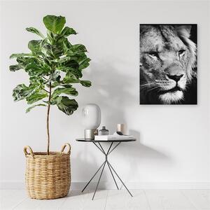 Gario Vászonkép Fekete-fehér oroszlán Méret: 40 x 60 cm
