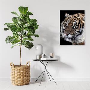 Gario Vászonkép Tigris fekete háttérrel Méret: 40 x 60 cm
