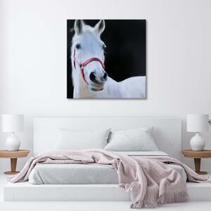 Gario Vászonkép Fehér lófej Méret: 30 x 30 cm