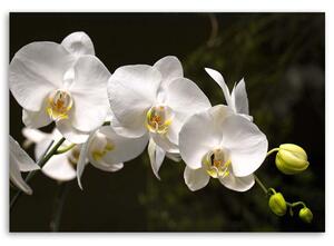 Gario Vászonkép Fehér orchidea fekete háttéren Méret: 60 x 40 cm