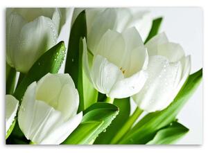 Gario Vászonkép Fehér tulipánok Méret: 60 x 40 cm