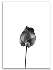 Gario Vászonkép Virág szárral Méret: 40 x 60 cm