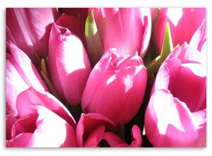 Gario Vászonkép Rózsaszín tulipán csokor Méret: 60 x 40 cm