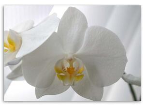 Gario Vászonkép Fehér orchidea sárga közepével Méret: 60 x 40 cm