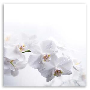 Gario Vászonkép Fehér orchidea fehér háttéren Méret: 30 x 30 cm