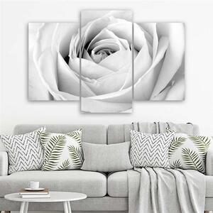 Gario Vászonkép Fehér rózsa - 3 részes Méret: 60 x 40 cm
