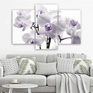 Gario Vászonkép Fehér lila orchidea - 3 részes Méret: 60 x 40 cm
