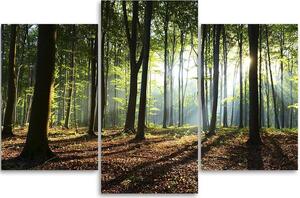 Gario Vászonkép Napsugarak az erdőben - 3 részes Méret: 60 x 40 cm