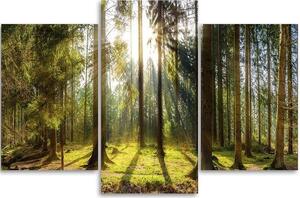 Gario Vászonkép Egy napsütéses nap az erdőben - 3 részes Méret: 60 x 40 cm
