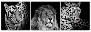 Gario Vászonképek készlet Fekete-fehér ragadozó állatok - 3 részes Méret: 90 x 30 cm