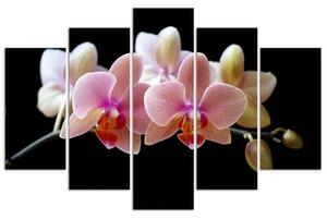 Gario Vászonkép Rózsaszín orchidea - 5 részes Méret: 100 x 70 cm