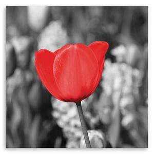 Gario Vászonkép Vörös tulipán a réten Méret: 30 x 30 cm