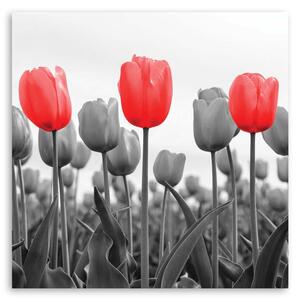 Gario Vászonkép Piros tulipánok a réten Méret: 30 x 30 cm