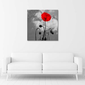 Gario Vászonkép Virágzó pipacs Méret: 30 x 30 cm