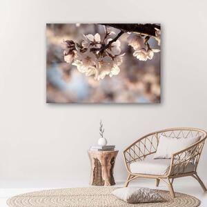 Gario Vászonkép Cseresznyevirág Méret: 60 x 40 cm