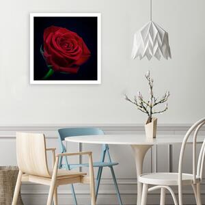 Gario Vászonkép Piros rózsa a sötétben Méret: 30 x 30 cm