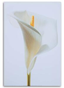 Gario Vászonkép Fehér kála Méret: 40 x 60 cm