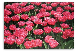 Gario Vászonkép Rózsaszín tulipánok a kertben Méret: 60 x 40 cm