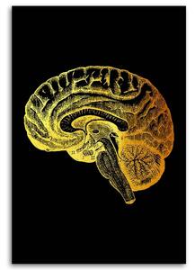 Gario Vászonkép Arany anatómia, agy - Gab Fernando Méret: 40 x 60 cm
