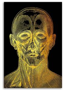 Gario Vászonkép Arany anatómia, Elolap - Gab Fernando Méret: 40 x 60 cm
