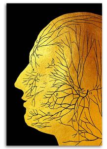 Gario Vászonkép Arany anatómia, arcidegek - Gab Fernando Méret: 40 x 60 cm