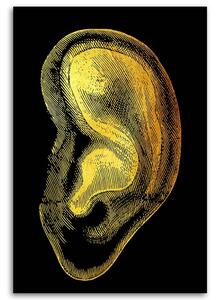 Gario Vászonkép Arany anatómia, fül - Gab Fernando Méret: 40 x 60 cm