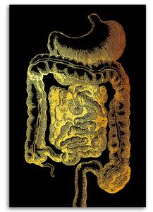 Gario Vászonkép Arany anatómia, gyomor-bélrendszeri traktus - Gab Fernando Méret: 40 x 60 cm