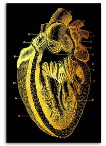 Gario Vászonkép Arany anatómia, az emberi szív keresztmetszete - Gab Fernando Méret: 40 x 60 cm