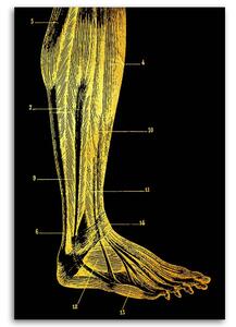 Gario Vászonkép Arany anatómia, láb - Gab Fernando Méret: 40 x 60 cm