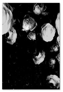 Gario Vászonkép Fekete-fehér bazsarózsák - Dmitry Belov Méret: 40 x 60 cm