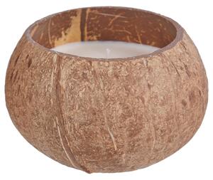 COCONUT illatgyertya