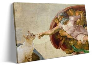 Creation of Cats