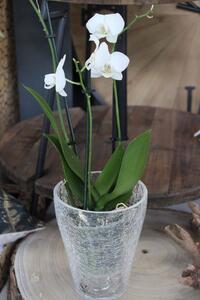 Átlátszó üveg orchidea virágcserép 16cm