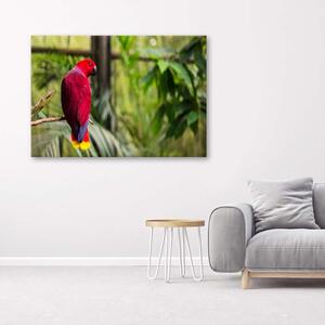 Gario Vászonkép Paradicsomi papagáj Méret: 60 x 40 cm