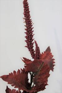 Bordó színű coleus, szárral 52cm