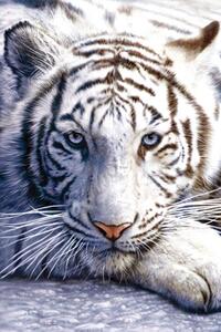 Plakát White tiger, (61 x 91.5 cm)