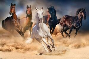 Plakát Lovak - Five horses, (91.5 x 61 cm)