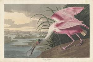 John James (after) Audubon - Festmény reprodukció Roseate Spoonbill, 1836, (40 x 26.7 cm)