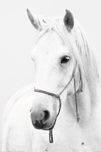 Plakát Fehér ló
