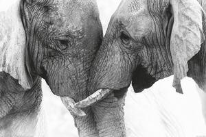 Plakát Elefántok - Touch, (91.5 x 61 cm)