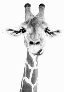 Művészeti fotózás Happy giraffe, Sisi & Seb, (30 x 40 cm)
