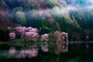 Fotográfia In The Morning Mist, Takeshi Mitamura