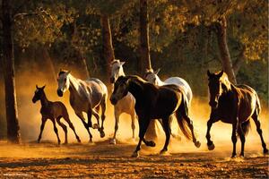 Plakát Horses Andaluces, (91.5 x 61 cm)