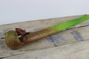 Zöldesbarna mű szaracénia (kürtvirág) 64cm