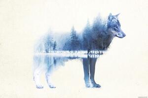 Plakát Forest Wolf, (91.5 x 61 cm)